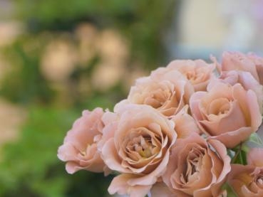 ラフィネポルテ 花屋ブログ 京都府京田辺市の花屋 スワガーデンにフラワーギフトはお任せください 当店は 安心と信頼の花 キューピット加盟店です 花キューピットタウン