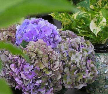 アジサイ ロビンクラシックパープル | 花屋ブログ | 京都府 アジサイ ロビンクラシックパープル | 花屋ブログ | 京都府